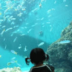 img6.gif